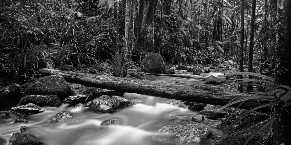 alt text Rain forest by Pierre GAY photography on perceive.world