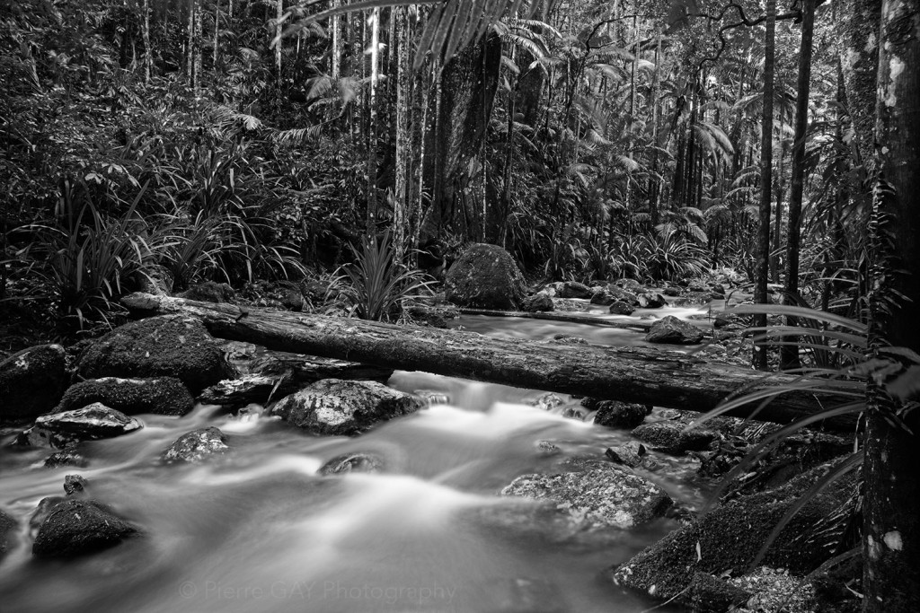 alt text Rain forest by Pierre GAY photography on perceive.world