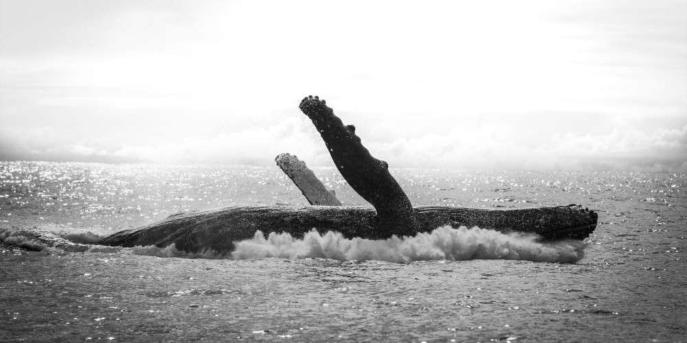 humpback whale Pierre GAY Photography