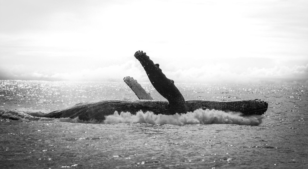 humpback whale Pierre GAY Photography